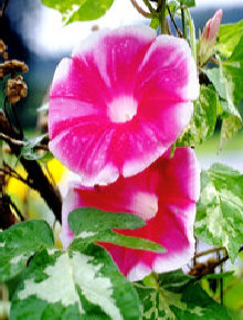 Photo Title websitesherrygarland001011.jpg